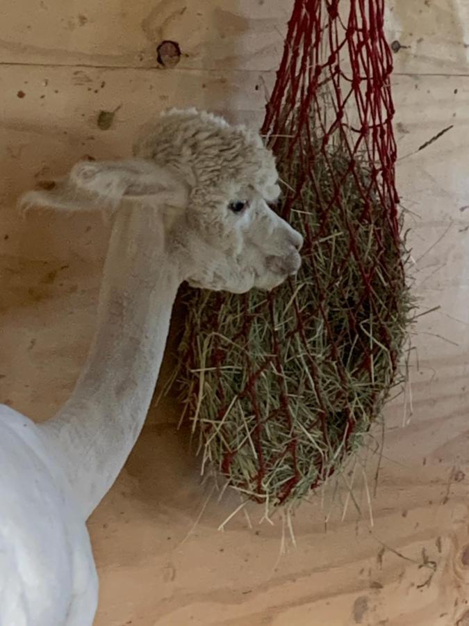 Tarahaus Apartamento Sankt Georgen im Schwarzwald Exterior foto